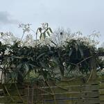 Clematis armandii - Bosrank