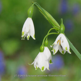 Leucojum aestivum 'Gravetye Giant'