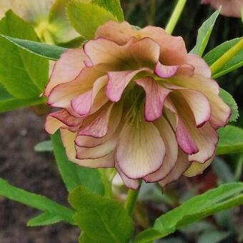 Helleborus orientalis 'Double Picotee'