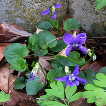 Viola riviniana