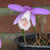 Pleione formosana