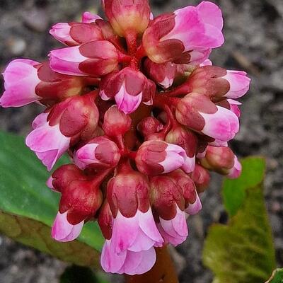 Schoenlappersplant - Bergenia cordifolia 'Rotblum'