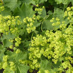 Alchemilla mollis 'Senior' - Vrouwenmantel