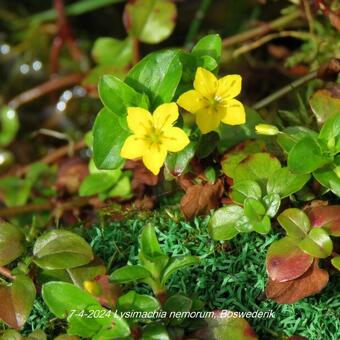 Lysimachia nemorum