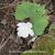 Sanguinaria canadensis 'Multiplex'