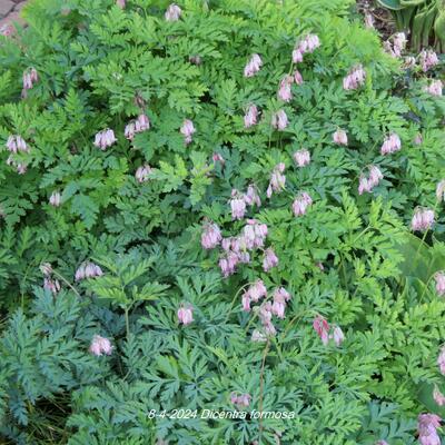 Gebroken hartje - Dicentra formosa