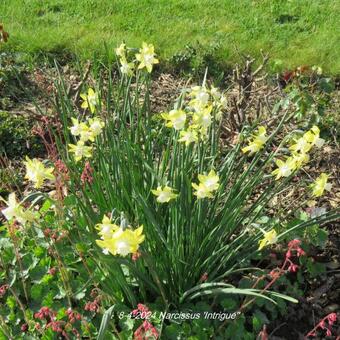 Narcissus 'Intrigue'