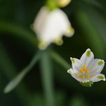 Leucojum aestivum