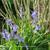 Hyacinthoides non-scripta