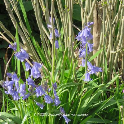 Wilde hyacint, boshyacint - Hyacinthoides non-scripta