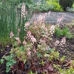 Tiarella 'Taelon' - Schuimbloem/Perzische muts/Schuimkaars