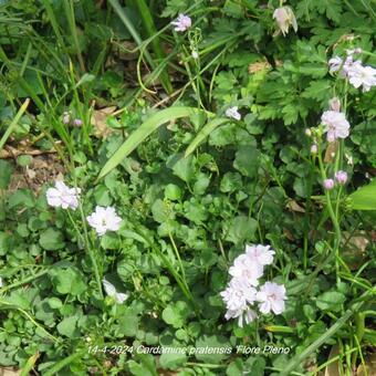 Cardamine pratensis 'Flore Pleno'