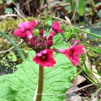 Primula japonica