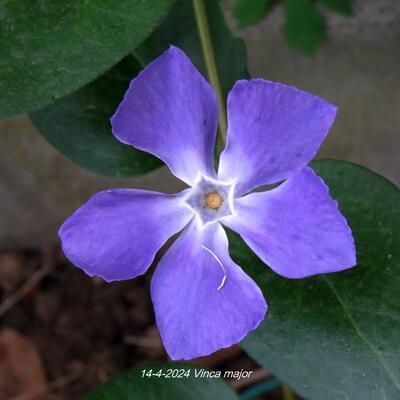 Grote maagdenpalm - Vinca major