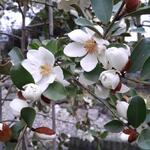 Magnolia laevifolia 'Summer Snowflake' - Beverboom