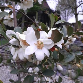 Magnolia laevifolia 'Summer Snowflake'