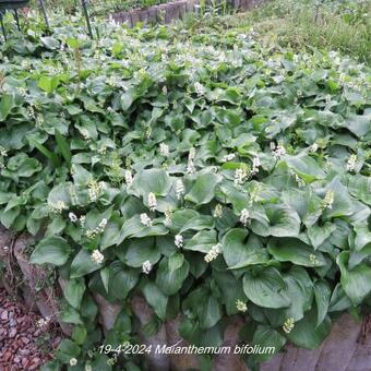 Maianthemum bifolium