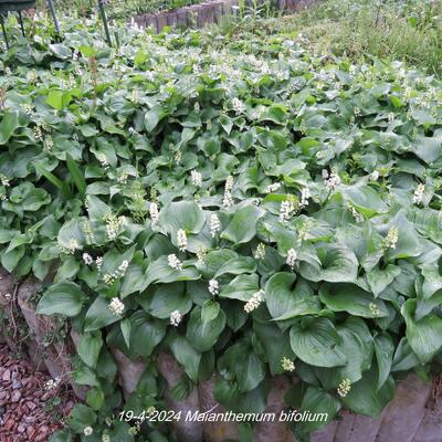 Dalkruid - Maianthemum bifolium