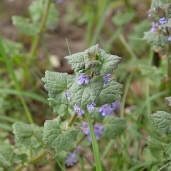 Lamium purpureum