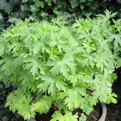 Ridderspoor - Delphinium 'DELGENIUS Breezin'