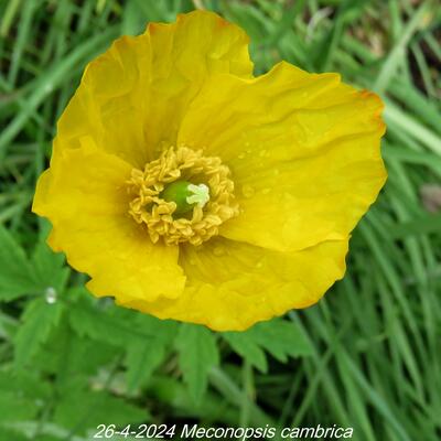 Schijnpapaver - Meconopsis cambrica