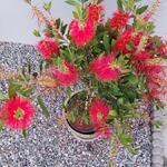 Callistemon viminalis 'Captain Cook' - Lampepoetser