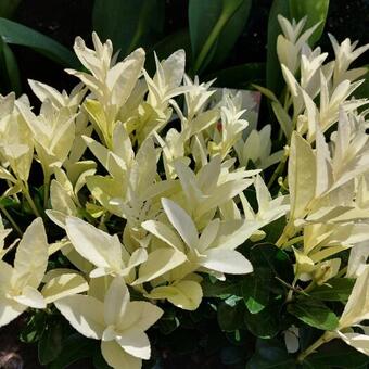 Euonymus japonicus 'Extravaganza'