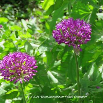 Allium hollandicum 'Purple Sensation'