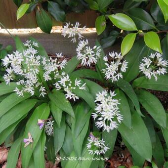 Allium ursinum