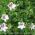 Erodium petraeum ssp. crispum 'Stephanie'