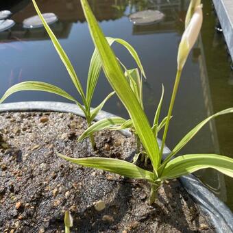 Bletilla striata 'Alba'