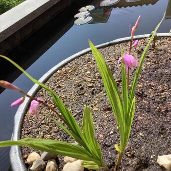 Bletilla striata