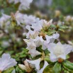 Rododendron - Rhododendron 'Dora Amateis'