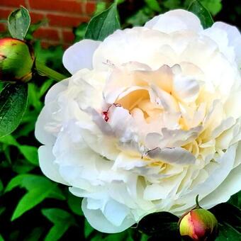 Paeonia lactiflora 'Festiva Maxima'