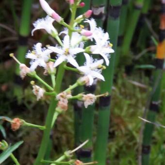 Menyanthes trifoliata