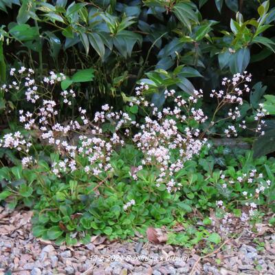 Steenbreek/Schildersverdriet/hoe-langer-hoe-liever - Saxifraga x urbium