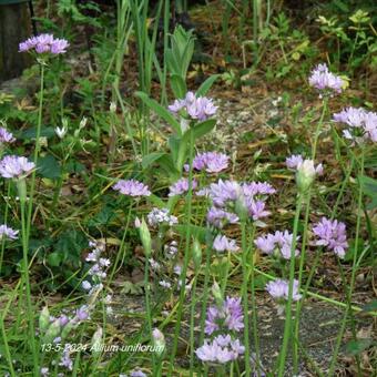 Allium uniflorum