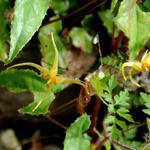 Epimedium 'Amber Queen' - Elfenbloem