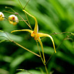 Epimedium 'Amber Queen' - Elfenbloem - Epimedium 'Amber Queen'