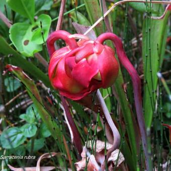 Sarracenia rubra