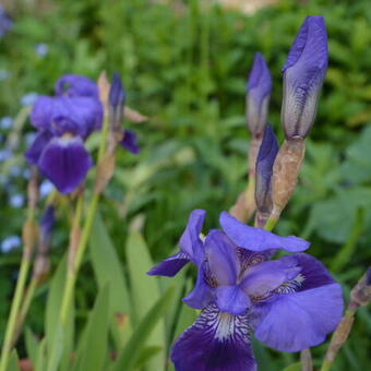 Iris pallida