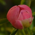 Paeonia 'Coral Sunset'  - Pioen