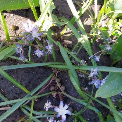 Sneeuwroem - Chionodoxa luciliae