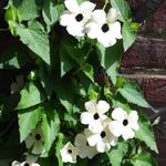 Thunbergia grandiflora 'Alba' - Bengaalse trompet