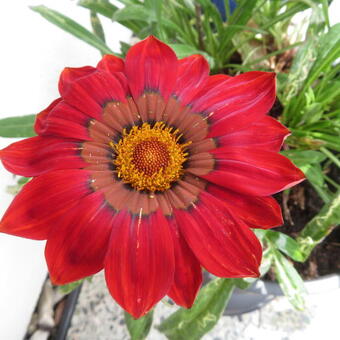 Gazania rigens