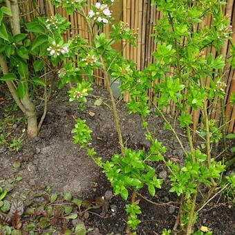 Escallonia 'Apple Blossom'