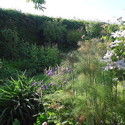 Venkel - Foeniculum 'Giant Bronze'