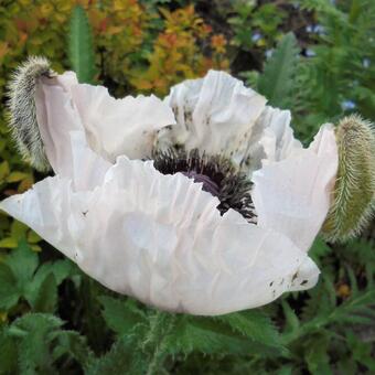 Papaver orientale 'Royal Wedding'