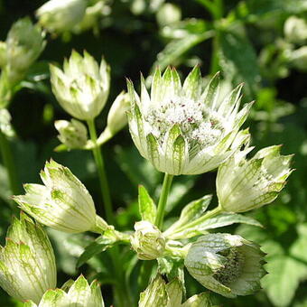 Astrantia major 'Superstar'