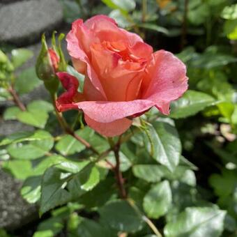 Rosa 'Clair Renaissance'